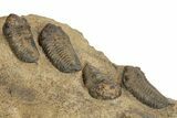 Cluster Of Ordovician Trilobites (Sokhretia?) - Erfoud, Morocco #131815-8